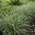 Japan-Segge (Carex morrowii) 'Ice Dance'