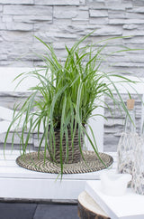 Livraison plante Carex, lot de 5 plantes - h30cm, Ø14cm - plantes d'extérieur