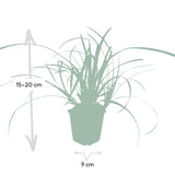 Livraison plante Carex morrowii 'Ice Dance' - Lot de 6