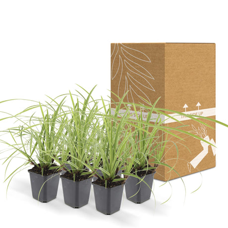 Livraison plante Carex morrowii 'Ice Dance' - Lot de 6