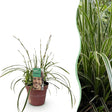 Livraison plante Carex morrowii Ice Dance – Pot 17 cm – Hauteur 50 cm