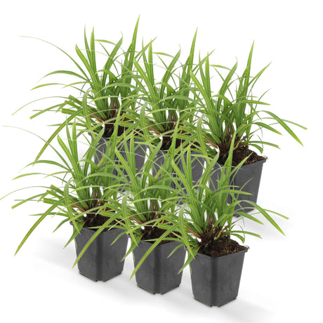 Livraison plante Carex morrowii Irish Green