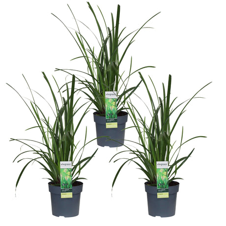 Livraison plante Carex morrowii 'Irish Green' - Lot de 3