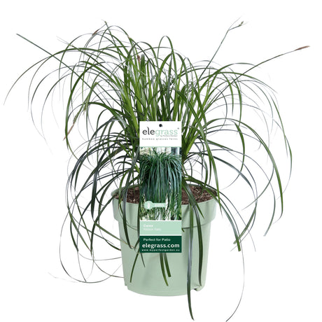 Livraison plante Carex 'Ribbon Falls' - ↨60cm - Ø23 - plante vivace