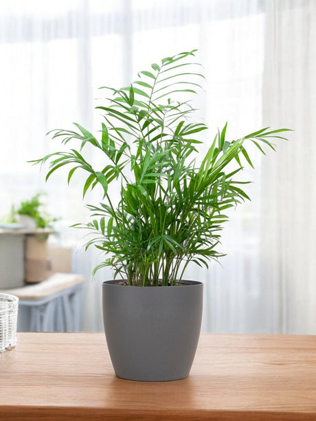 Livraison plante Chamadorea Elegans et son pot
