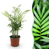 Livraison plante Chamaedorea elegans