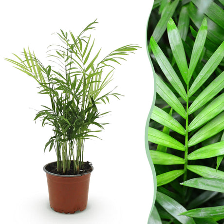 Livraison plante Chamaedorea elegans