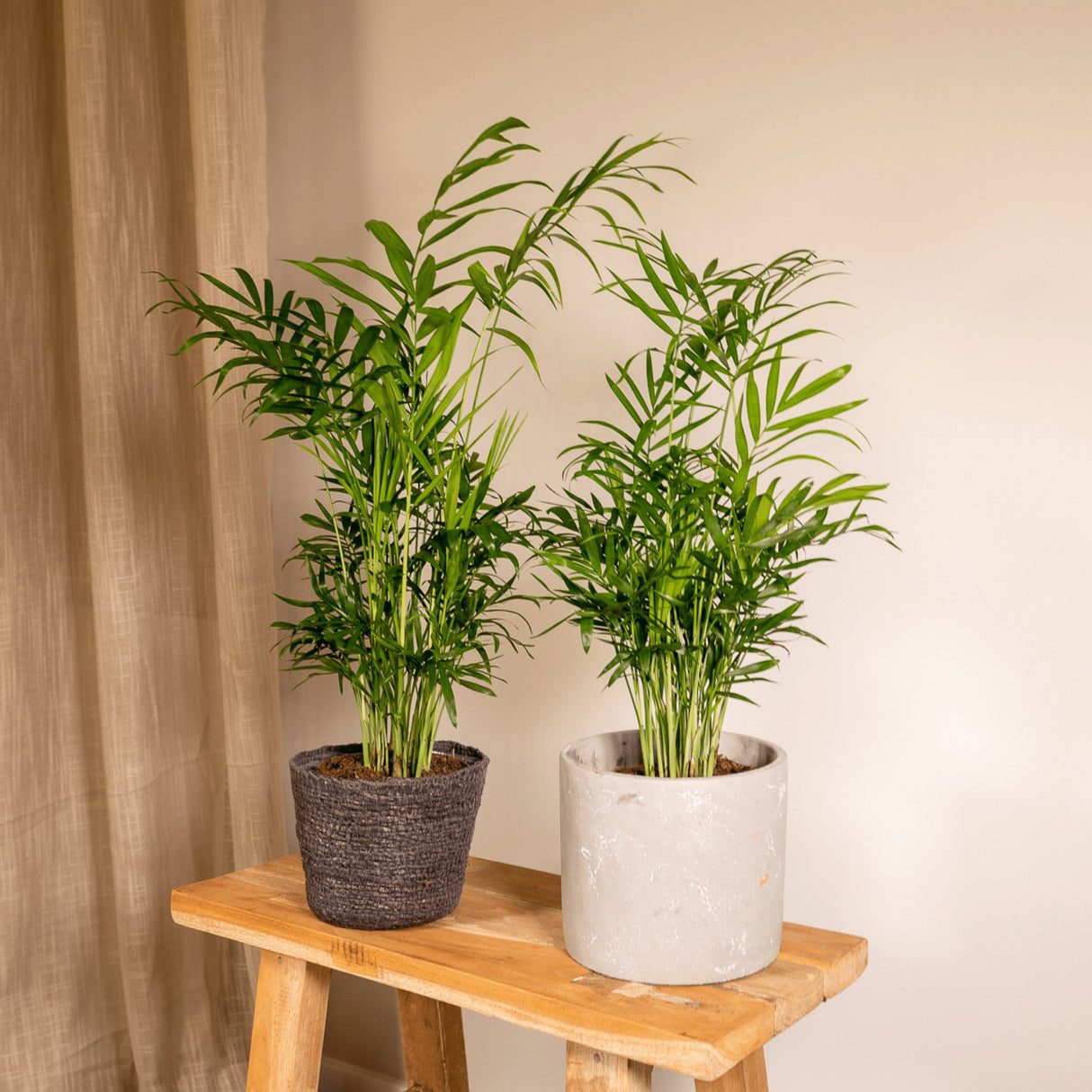 Livraison plante Chamaedorea Elegans - Lot de 2