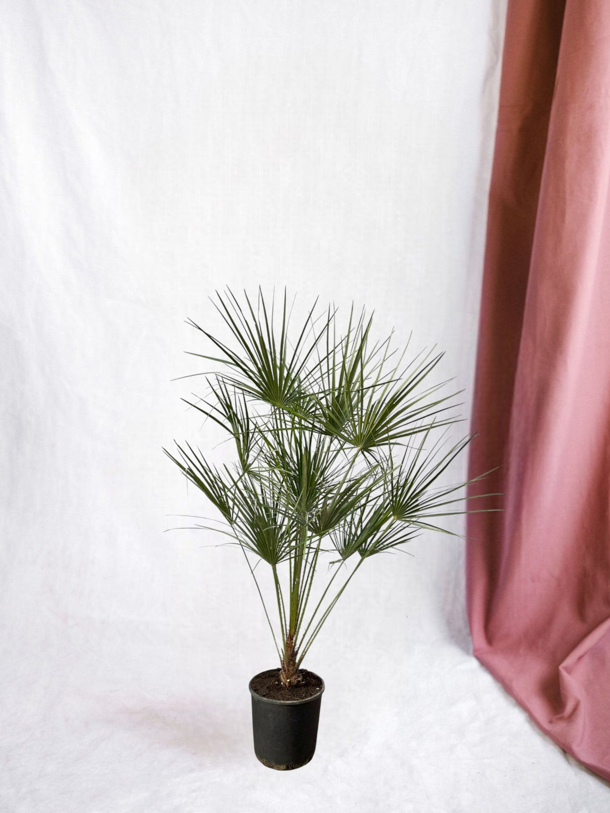 Livraison plante Chamaerops Humilis