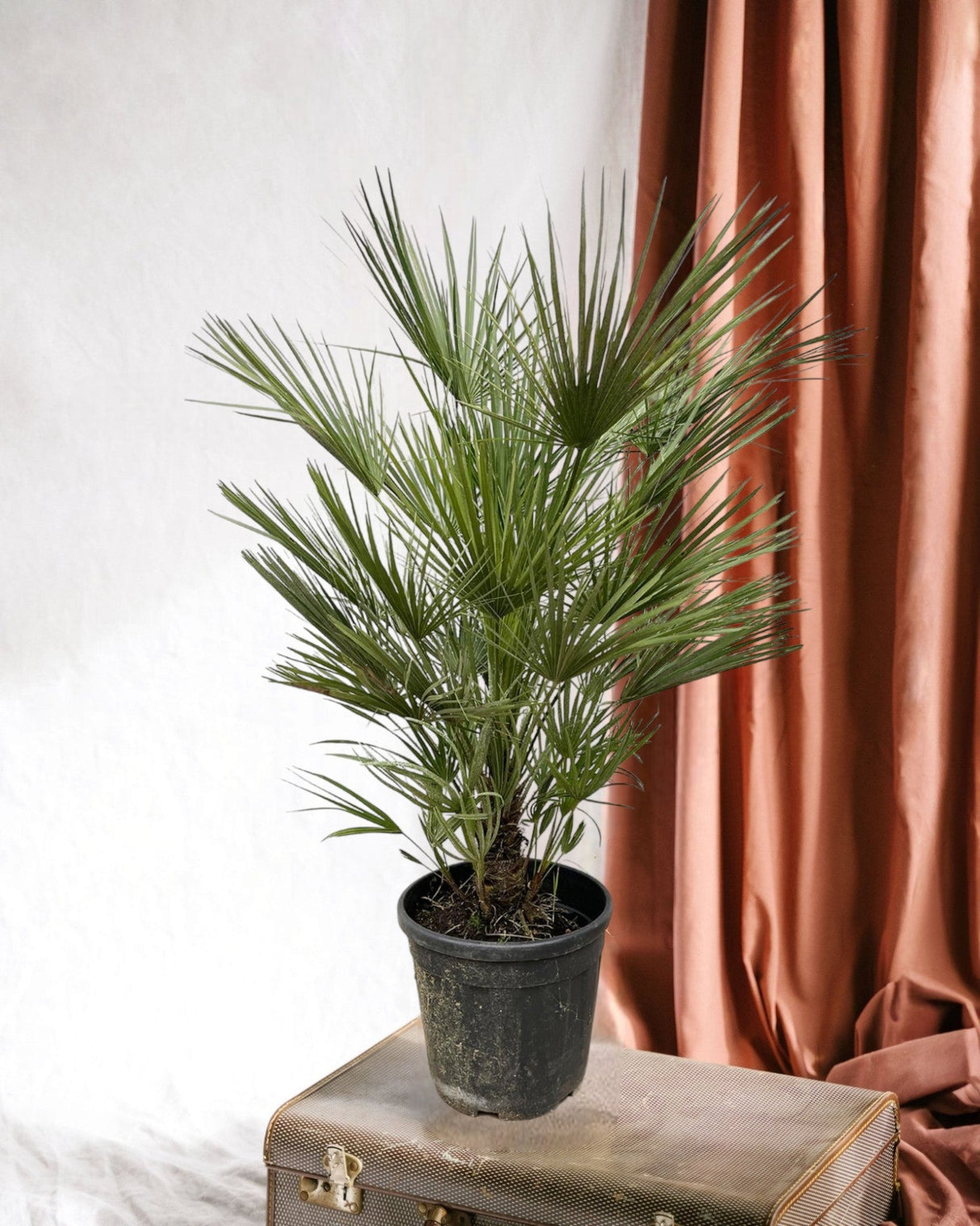 Livraison plante Chamaerops Humilis struik