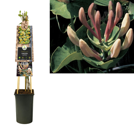 Livraison plante Chèvrefeuille caprifolium d17cm h75cm