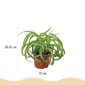 Livraison plante Chlorophytum comosum Bonnie