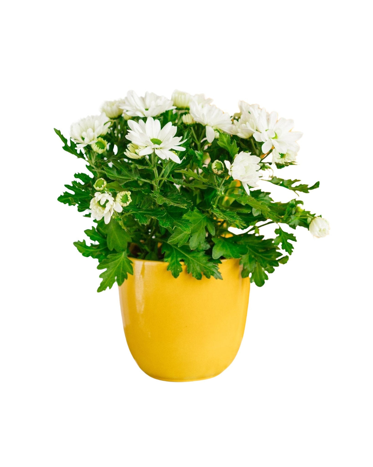 Livraison plante Chrysanthème Marguerites blanches