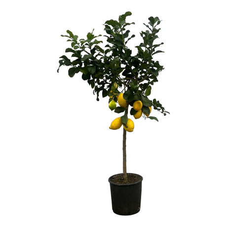 Livraison plante Citronnier