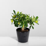 Livraison plante Citronnier et son pot en céramique - 45 cm - Ø16 - arbuste fruitier
