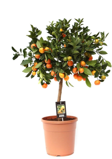 Livraison plante Citrus Calamondin