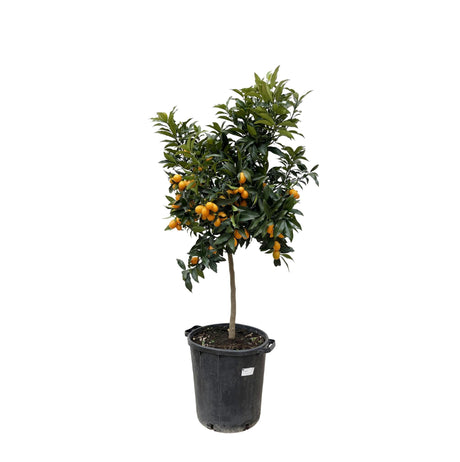 Livraison plante Citrus Kumquat