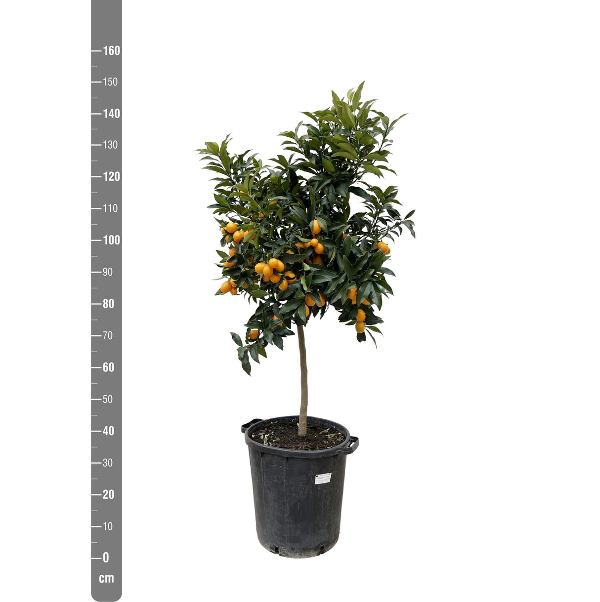 Livraison plante Citrus Kumquat