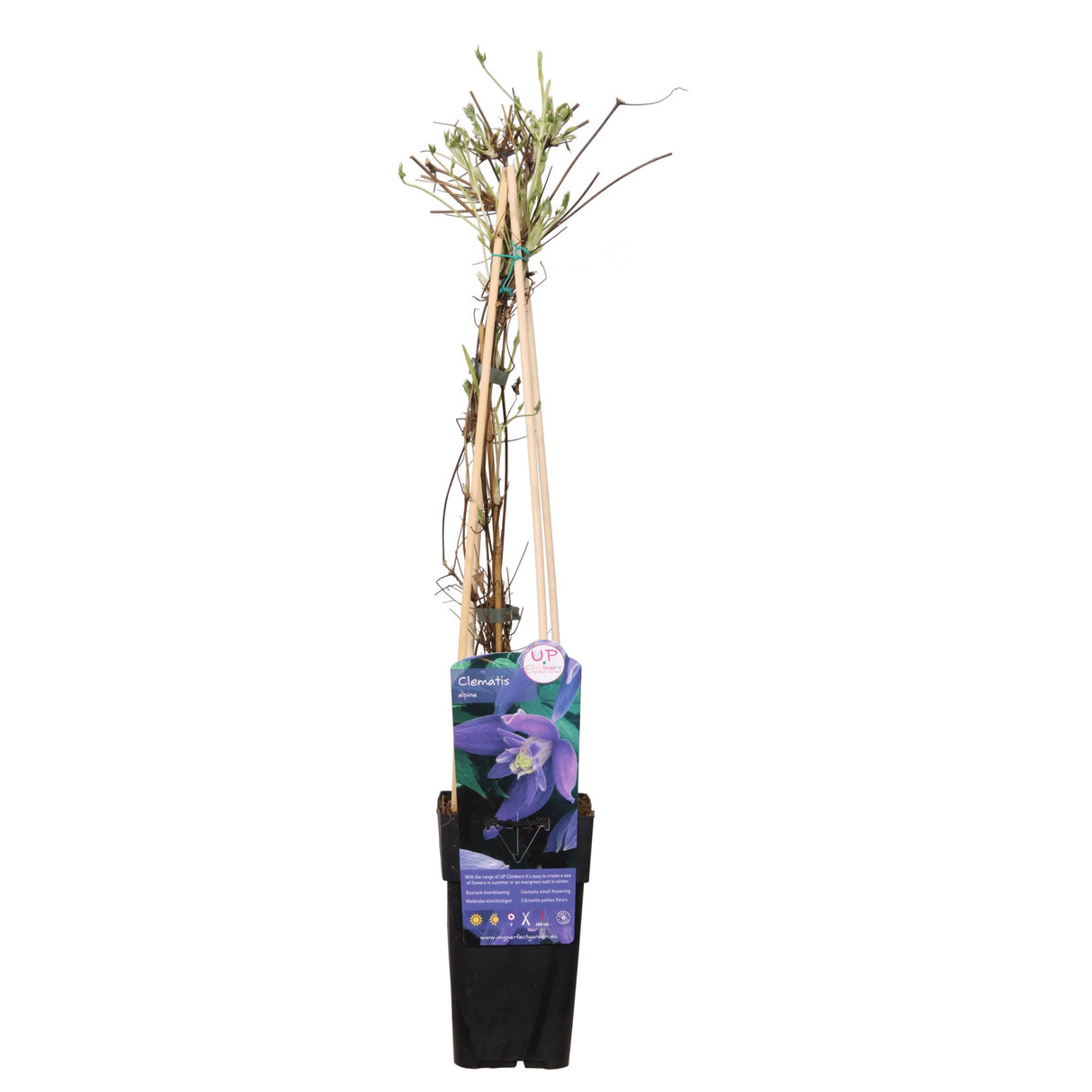 Livraison plante Clematite alpina - ↨65cm - Ø15 - plante d'extérieur fleurie