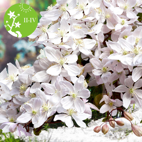 Livraison plante Clematite armandii - ↨65cm - Ø15 - plante fleurie d'extérieur