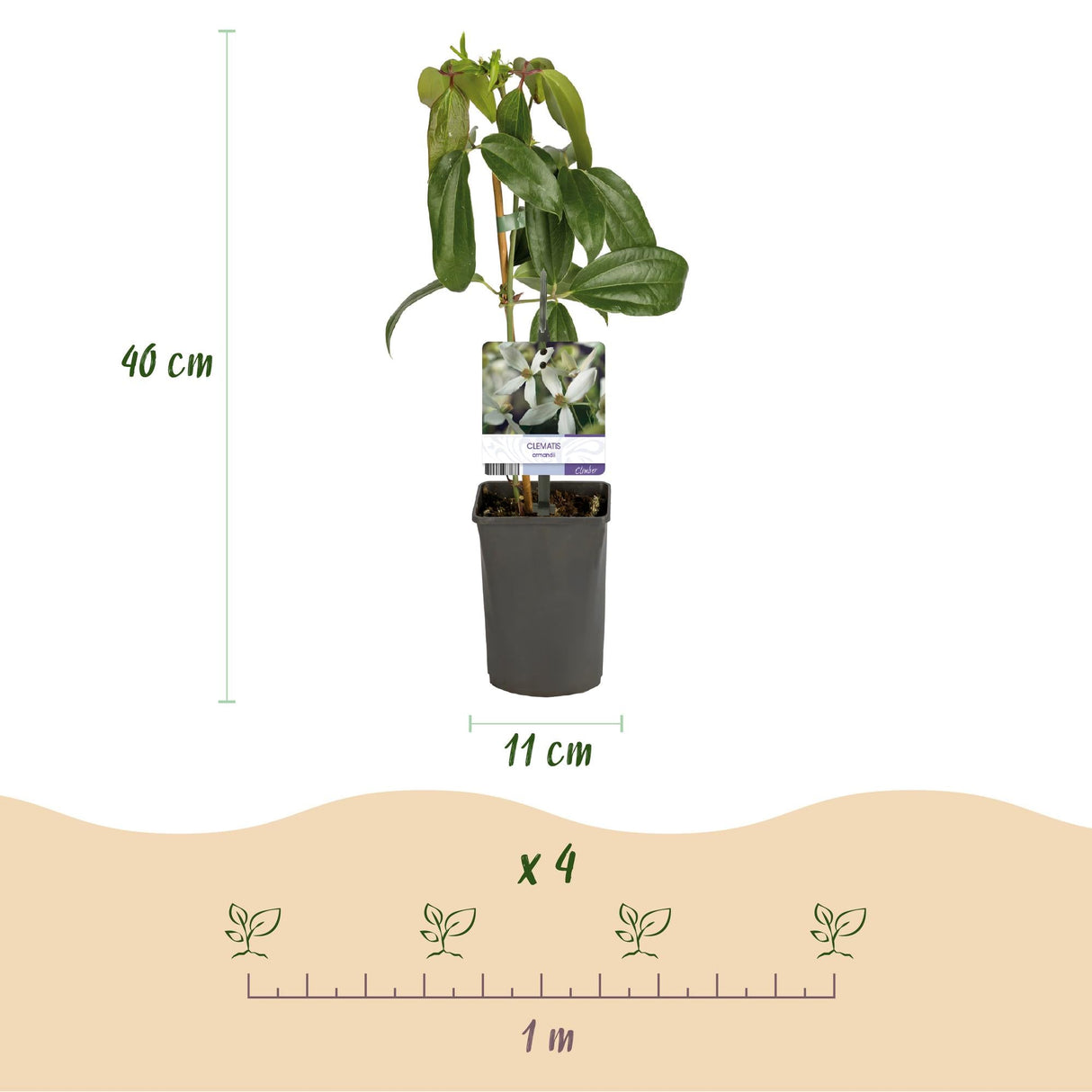 Livraison plante Clématite armandii – Lot de 1 – Pot 11 cm – Hauteur 40 cm