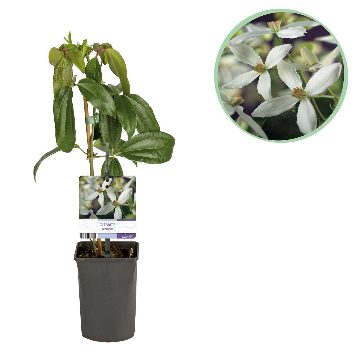 Livraison plante Clématite armandii – Lot de 1 – Pot 11 cm – Hauteur 40 cm