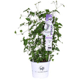 Livraison plante Clematite Boulevard® Olympia ™ - ↨70cm - Ø19 - plante d'extérieur fleurie grimpante