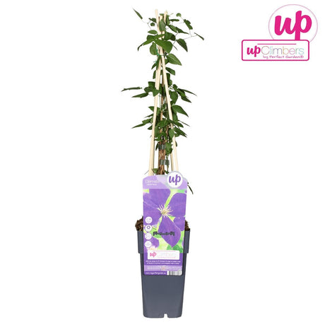 Livraison plante Clematite Jackmanii - ↨65cm - Ø15 - plante d'extérieur fleurie grimpante