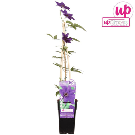 Livraison plante Clematite le président - ↨65cm - Ø15 - plante d'extérieur fleurie