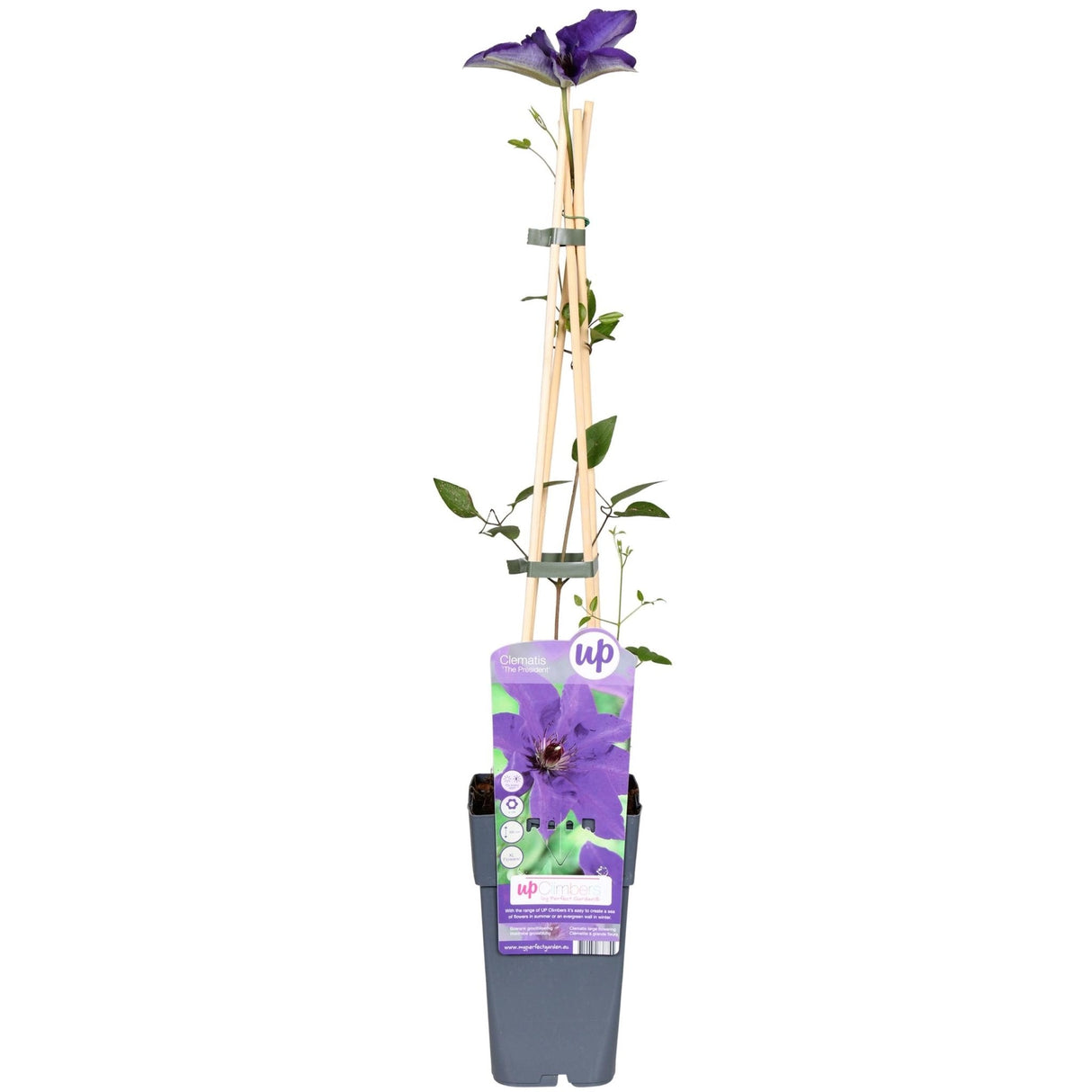Livraison plante Clematite le président - ↨65cm - Ø15 - plante d'extérieur fleurie