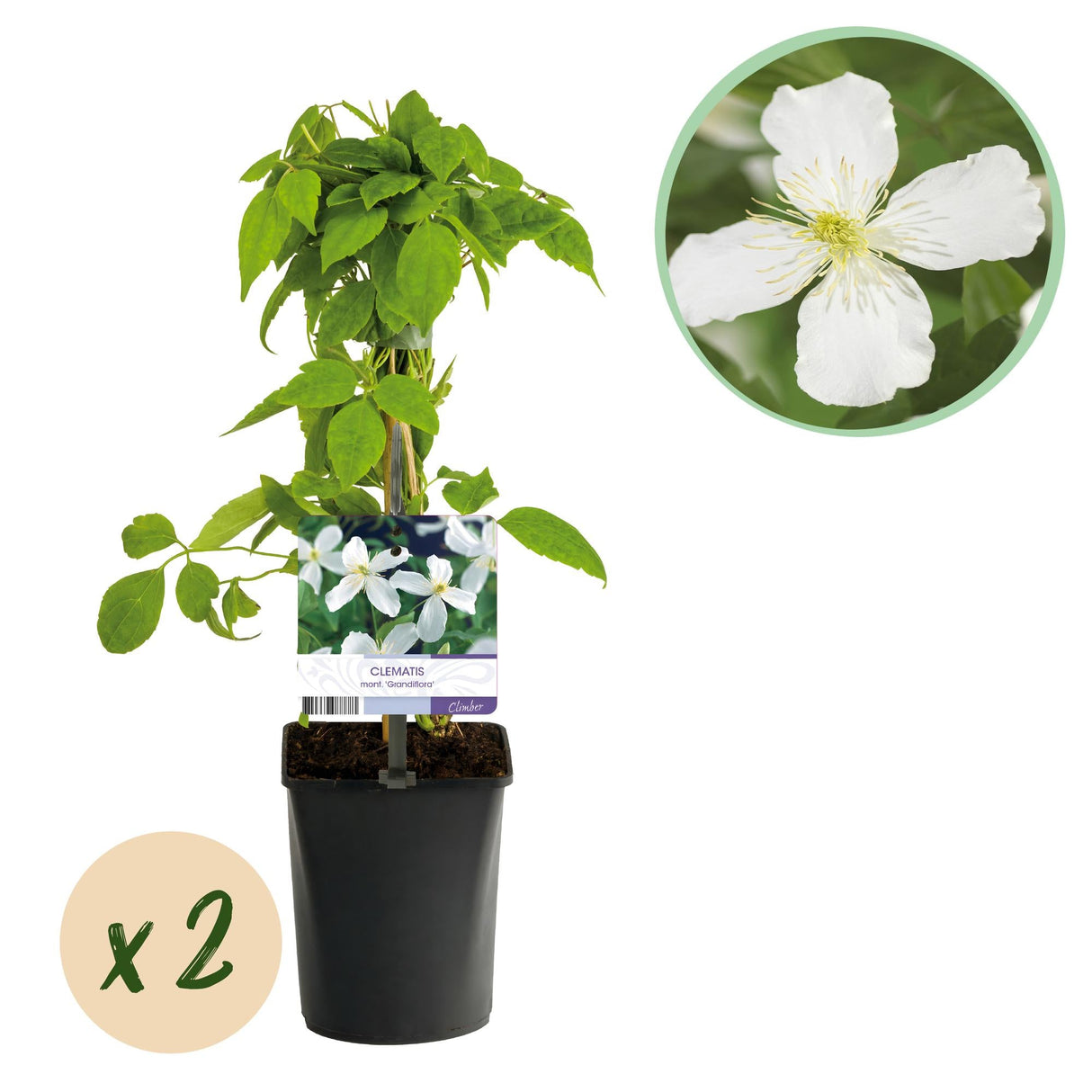 Livraison plante Clématite Montana Grandiflora – Lot de 2 – Pot 11 cm