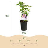 Livraison plante Clématite Piilu – Lot de 2 – Pot 11 cm – Hauteur 40 cm