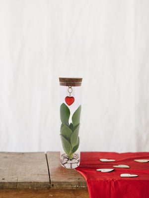 Livraison plante Clusia en tube et bijou coeur