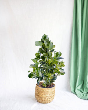 Livraison plante Clusia Rosea White Star