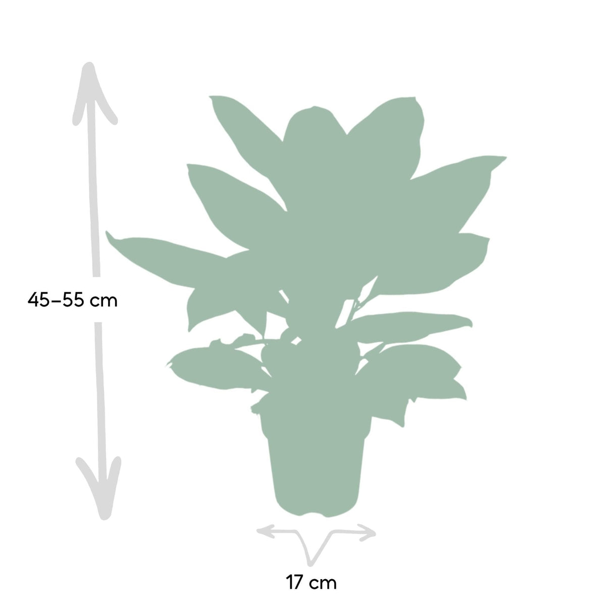 Livraison plante Codiaeum Petra Croton