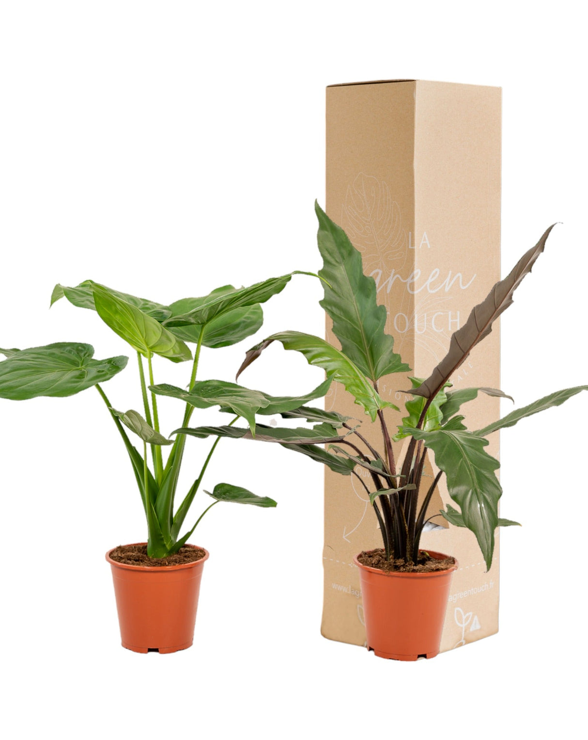 Livraison plante Coffret Alocasia Cucullata - Lot de 2 plantes