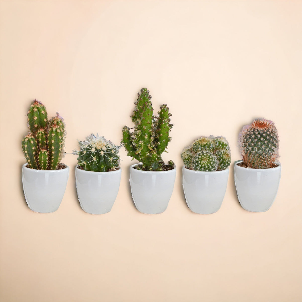 Livraison plante Coffret cactus et ses caches - pots blancs - Lot de 15, h13cm