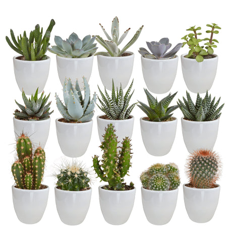 Livraison plante Coffret cactus et ses caches - pots blancs - Lot de 15, h13cm