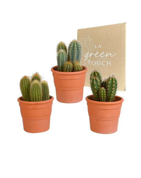 Livraison plante Coffret cactus et ses caches - pots terracotta - Lot de 3 plantes, h23cm