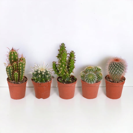 Livraison plante Coffret cactus, succulentes - Lot de 15 plantes, h13cm