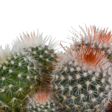 Livraison plante Coffret cadeau cactus et ses caches - pots terracotta - Lot de 3 plantes, h16cm