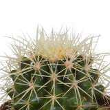 Livraison plante Coffret cadeau cactus et ses caches - pots terracotta - Lot de 3 plantes, h18cm