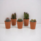 Livraison plante Coffret cadeau cactus - Lot de 5 plantes, h13cm