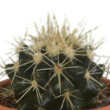 Livraison plante Coffret cadeau cactus - Lot de 5 plantes, h13cm