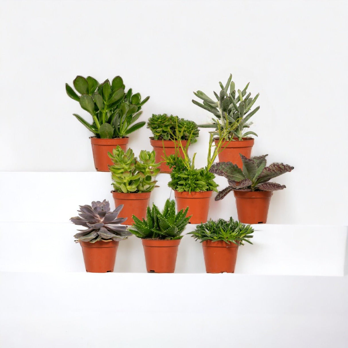 Livraison plante Coffret cadeau succulentes - Lot de 9 plantes, h10cm