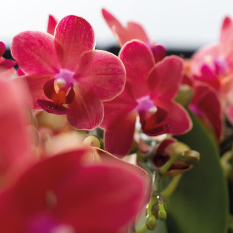 Livraison plante Coffret Cadeau Terracotta : Orchidée Phalaenopsis & Succulentes