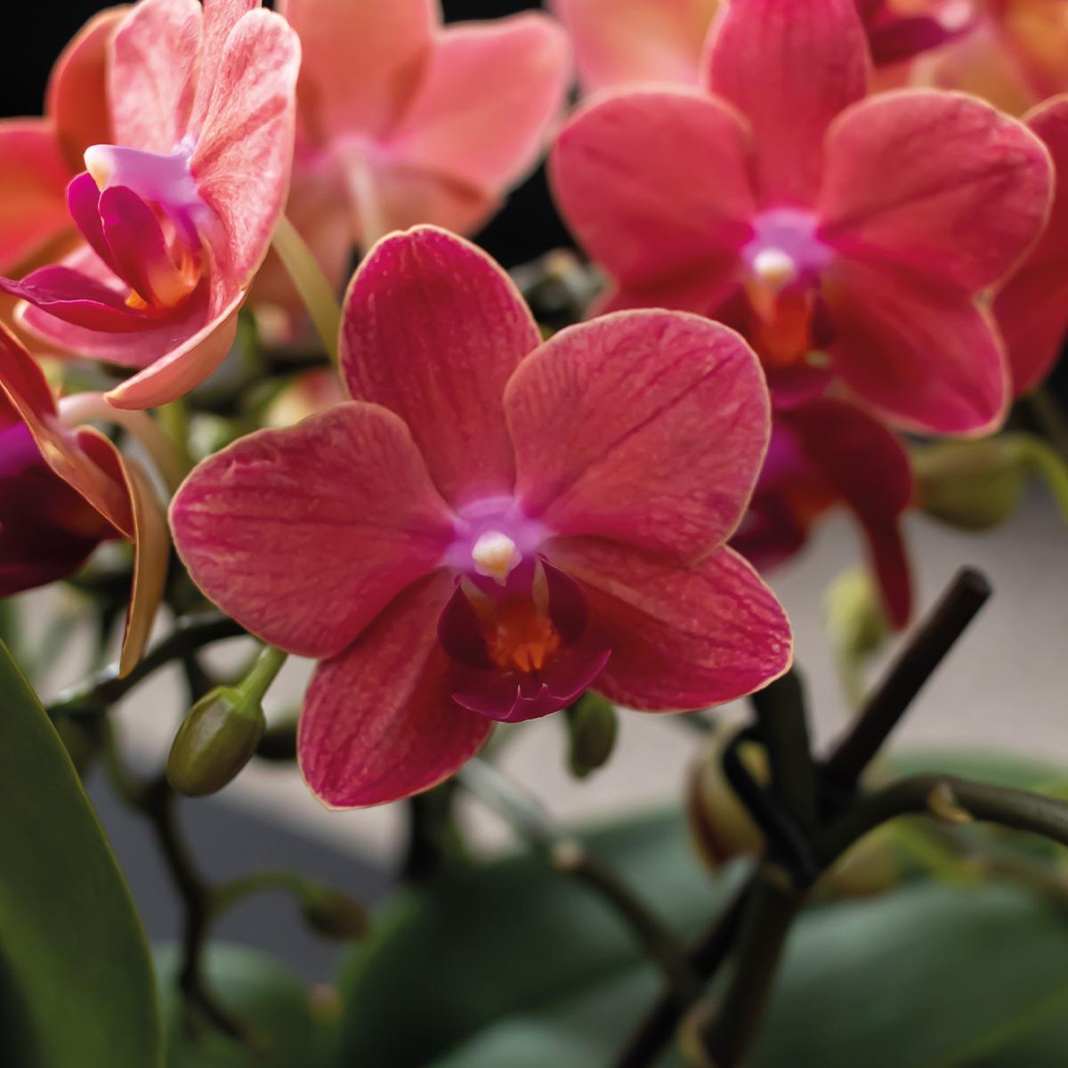 Livraison plante Coffret Cadeau Terracotta : Orchidée Phalaenopsis & Succulentes