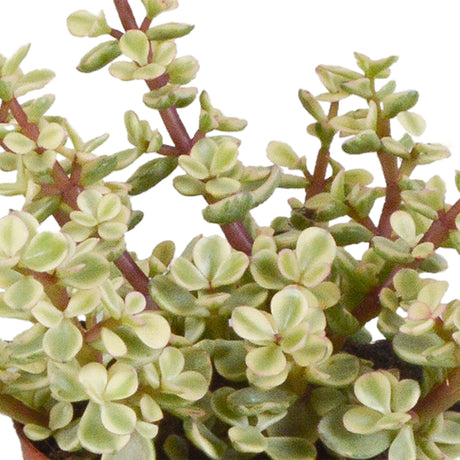 Livraison plante Coffret crassula et ses caches - pots blancs - Lot de 3 plantes, h18cm