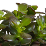 Livraison plante Coffret crassula et ses caches - pots blancs - Lot de 3 plantes, h21cm
