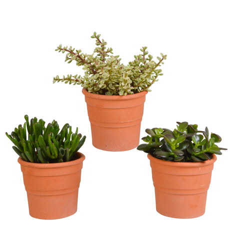 Livraison plante Coffret crassula et ses caches - pots terracotta - Lot de 3 plantes, h21cm